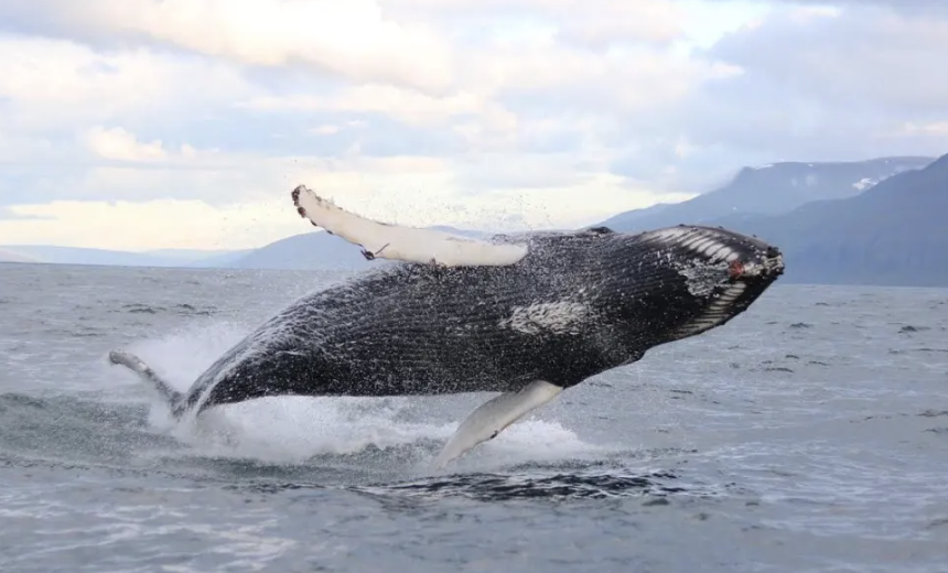 Whale Watching from Akureyri