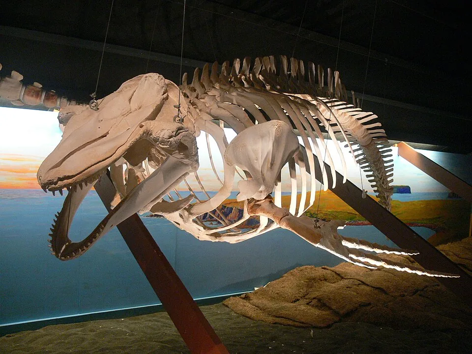 Húsavík Whale Museum thumbnail