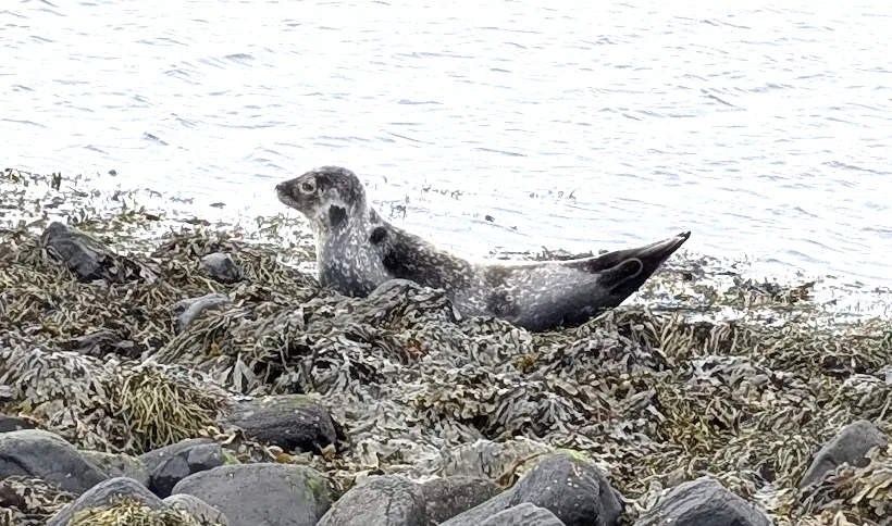 Seal Lookout Westfjords thumbnail