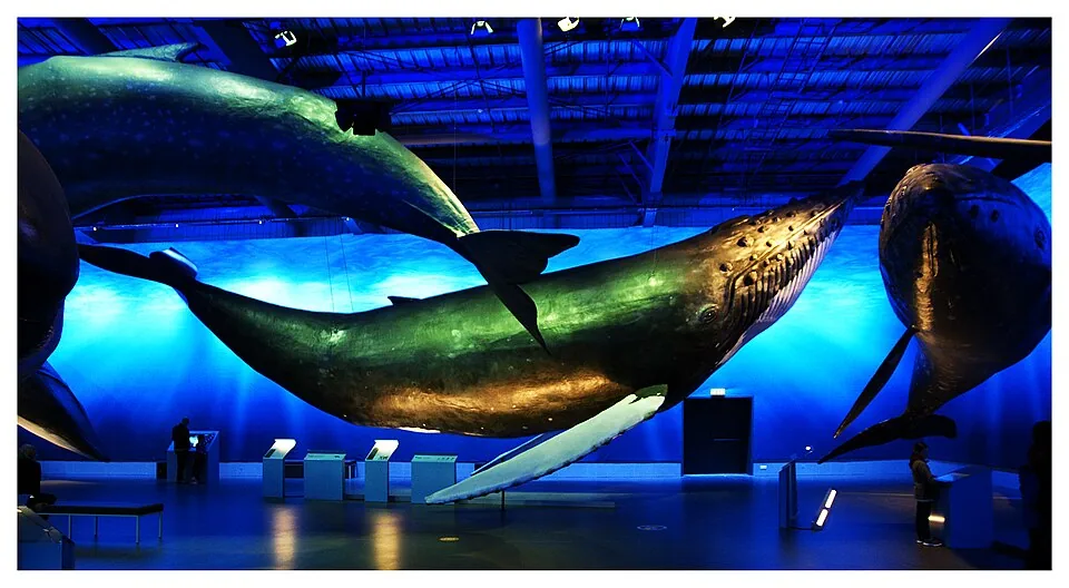 Whales of Iceland thumbnail